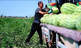 软萌小知青的吃瓜日常免费在线看,揭秘乡村生活趣味瞬间